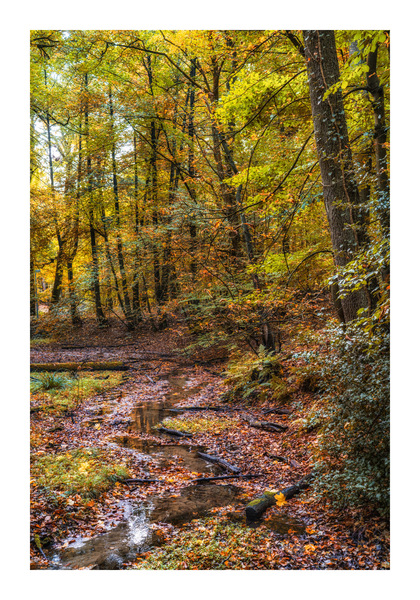 Herbstwald und Bach