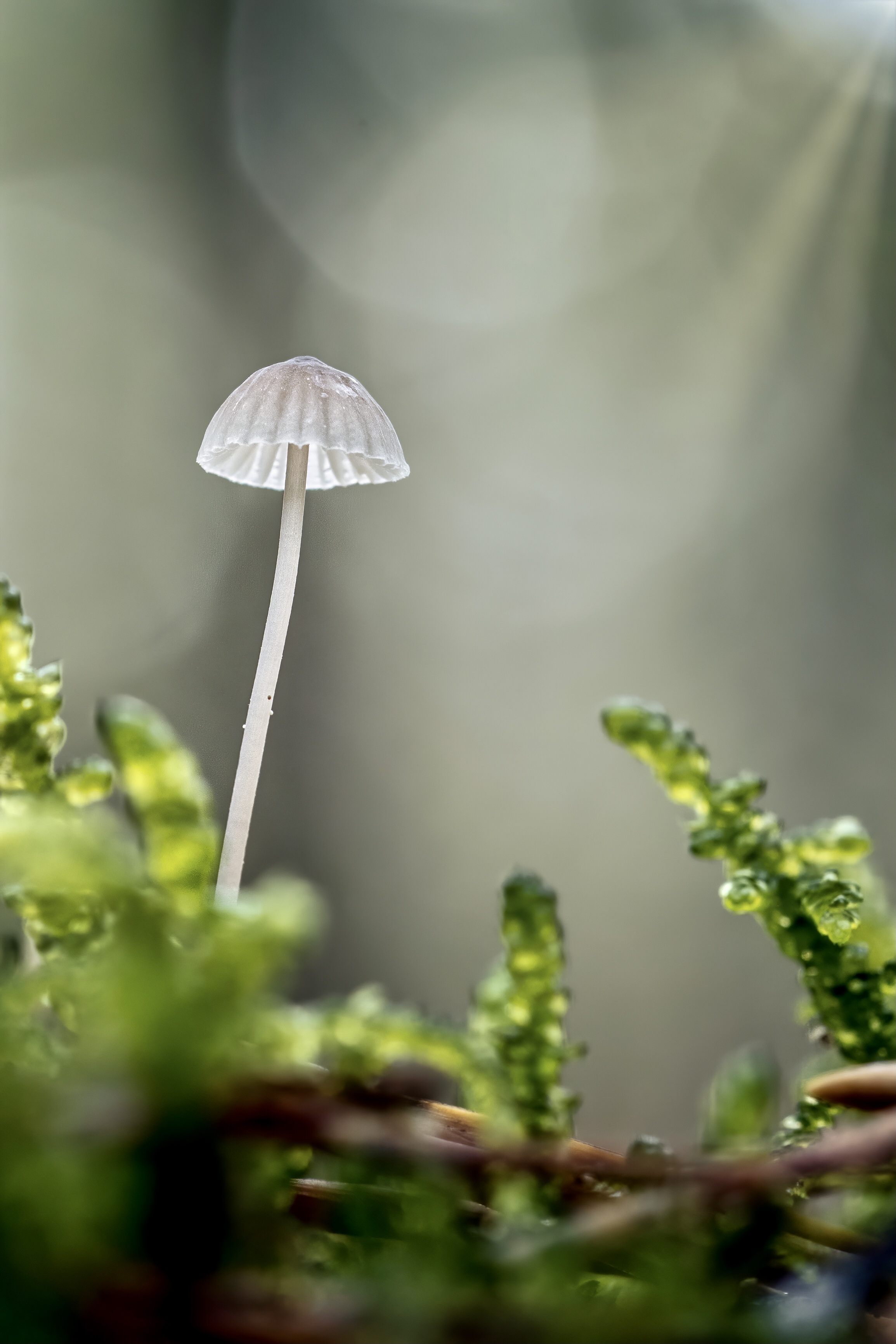 Fokus Stacking/Bracketing mit Sony 90mm Macro ? - Sony Alpha Vollformat ...